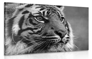 Obraz bengálsky tiger v čiernobielom prevedení