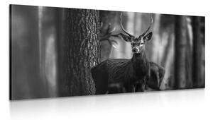 Obraz jeleň v lese v čiernobielom prevedení