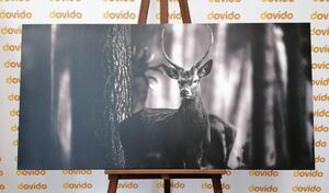 Obraz jeleň v lese v čiernobielom prevedení