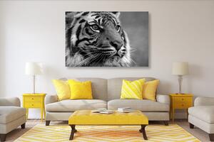Obraz bengálsky tiger v čiernobielom prevedení