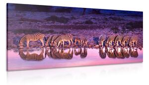 Obraz zebry v safari