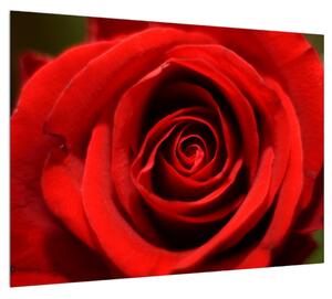 Detailný obraz kvetu ruže (70x50 cm)