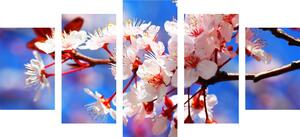 5-dielny obraz čerešňový kvet