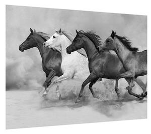 Čiernobiely obraz koní (70x50 cm)
