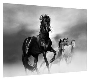 Obraz koňa (70x50 cm)