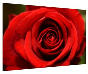 Detailný obraz kvetu ruže (90x60 cm)