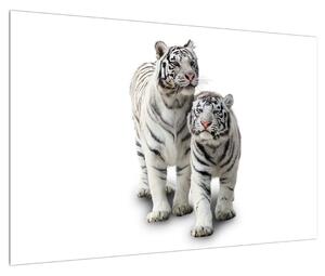 Obraz bieleho tigra (90x60 cm)