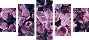 5-dielny obraz fialové kvety orgovánu