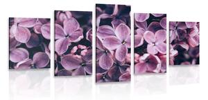 5-dielny obraz fialové kvety orgovánu