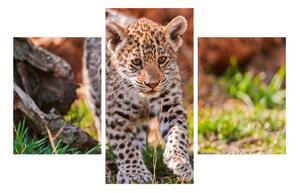 Obraz malého geparda (90x60 cm)