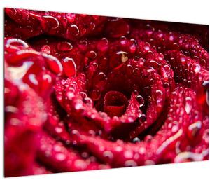 Obraz kvetu červenej ruže (90x60 cm)