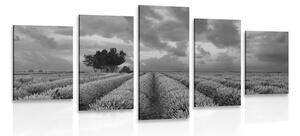5-dielny obraz levanduľové pole v čiernobielom prevedení
