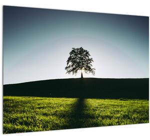 Obraz prírody - strom (70x50 cm)