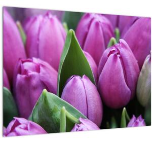 Obraz - kvety tulipánov (70x50 cm)