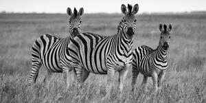 Obraz tri zebry v savane v čiernobielom prevedení