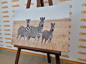 Obraz tri zebry v savane