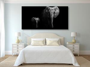 Obraz malý slon a slonica