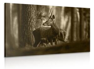 Obraz jeleň v borovicovom lese v sépiovom prevedení