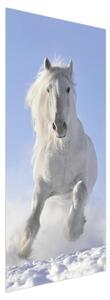 Fototapeta na dvere - Biely kôň (95x205cm)