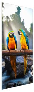 Fototapeta na dvere - Traja papagáji (95x205cm)