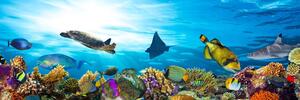 Obraz koralový útes s rybkami a korytnačkami