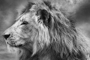 Obraz africký lev v čiernobielom prevedení