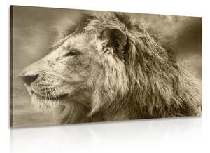 Obraz africký lev v sépiovom prevedení