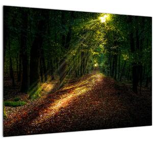 Obraz lesnej cesty (70x50 cm)