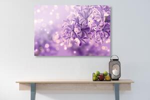Obraz fialový kvet orgovánu