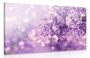 Obraz fialový kvet orgovánu