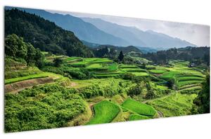 Obraz ryžových polí (120x50 cm)