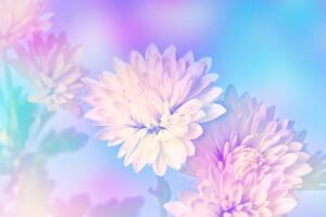 Obraz kvet chryzantémy