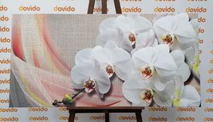 Obraz biela orchidea na plátne