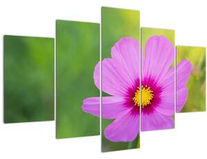 Obraz - lúčna kvetina (150x105 cm)