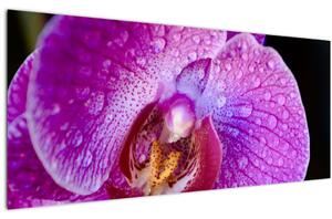Detailný obraz kvetu orchidey (120x50 cm)