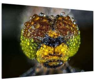 Detailný obraz očí hmyzu (90x60 cm)