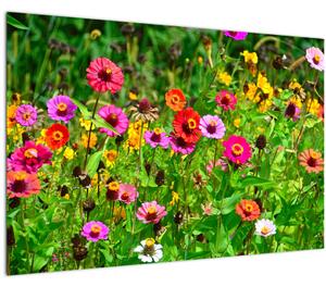Obraz lúčnych kvetov (90x60 cm)