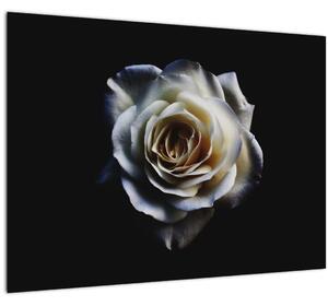 Obraz bielej ruže (70x50 cm)
