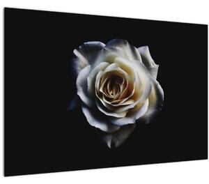 Obraz bielej ruže (90x60 cm)