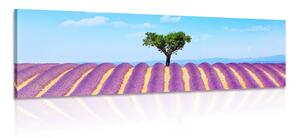 Obraz provensálske levanduľové pole