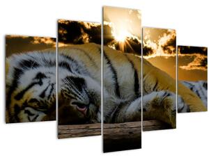 Obraz spiaceho tigra (150x105 cm)