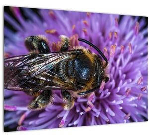 Obraz včely na kvetine (70x50 cm)