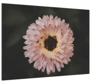Obraz oranžovej kvetiny (70x50 cm)