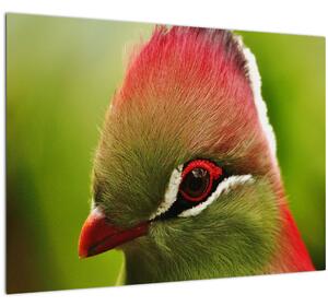 Obraz farebného vtáka (70x50 cm)