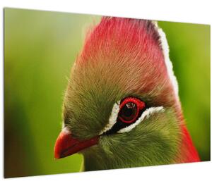 Obraz farebného vtáka (90x60 cm)