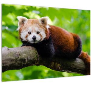 Obraz pandy červenej (70x50 cm)