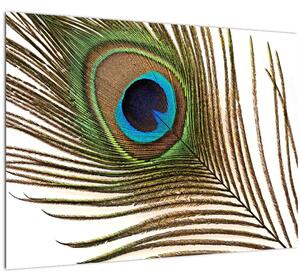 Obraz pávieho peria (70x50 cm)