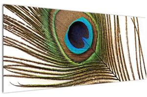 Obraz pávieho peria (120x50 cm)