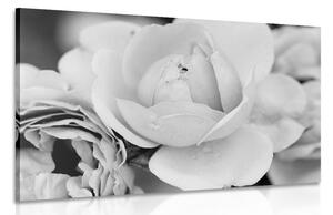 Obraz plný ruží v čiernobielom prevedení