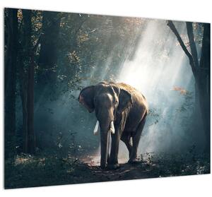 Obraz slona v džungli (70x50 cm)